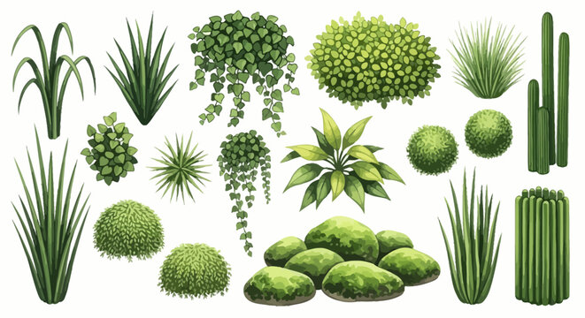 Diverse collection of green garden plants, various bushes, shrubs, and grass elements isolated for landscaping and architectural design