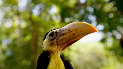 Close-up of a black and yellow toucan bird with a large orange beak, looking up against a blurred green jungle background © I'm_coming