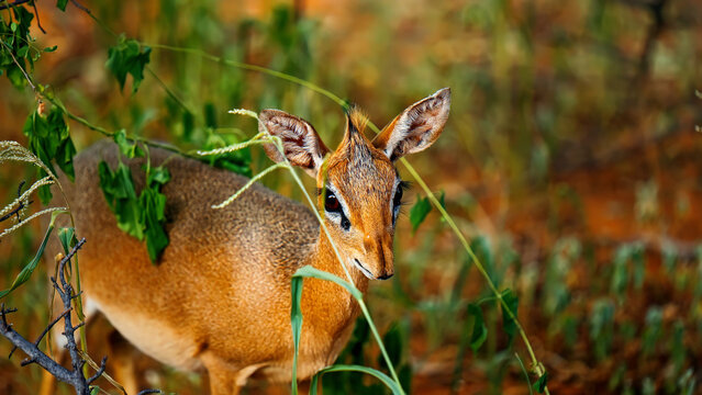Small dik-dik antelope peeking through green foliage in dry African savanna landscape, wildlife animal portrait