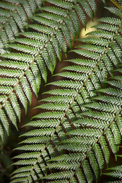 Detailed texture and pattern of vibrant green fern leaves creating a natural, organic background