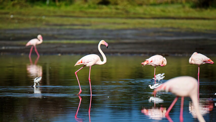 Obraz premium Group of pink flamingos wading in shallow water, reflections visible, natural wetland environment