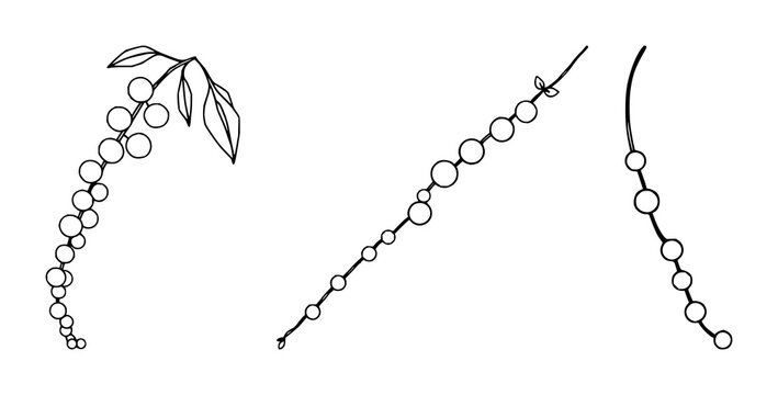 String of pearls plant set with black line art design featuring senecio rowleyanus, string of beads, succulent with houseplant and botanical illustration