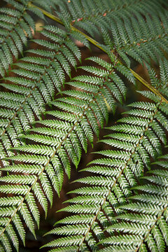Detailed texture and pattern of vibrant green fern leaves creating a natural, organic background