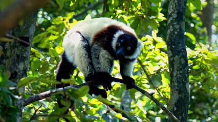 Black and white ruffed lemur with yellow eyes climbing on a tree branch in a lush green forest canopy, Madagascar wildlife © I'm_coming