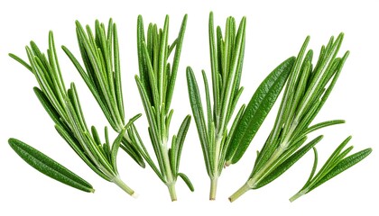 Fototapeta premium Close-up studio shot of fresh, vibrant, green rosemary sprigs arranged against a plain white background