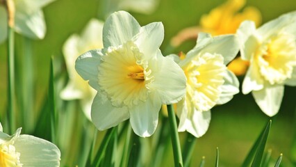 Obraz premium Spring white daffodils in sunny garden, blooming narcissus flowers with yellow centers, fresh floral background for easter and seasonal greeting cards