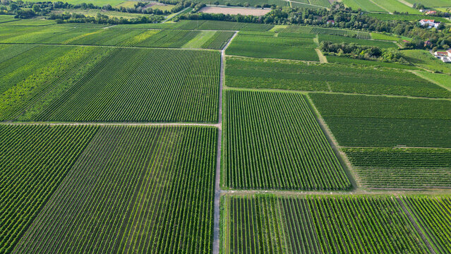 Green vine fields in summer, seen from above