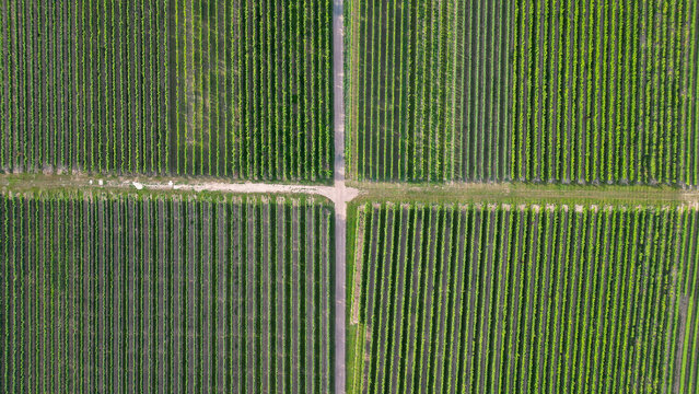 Green vine fields in summer divided by a street, seen from above
