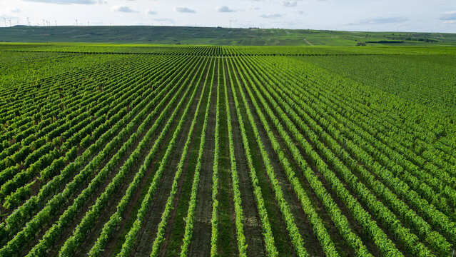 Green vine fields in summer, seen from above