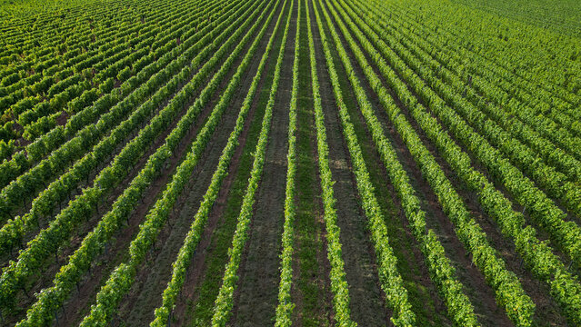 Green vine fields in summer, seen from above