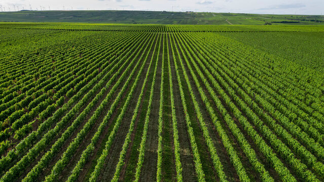 Green vine fields in summer, seen from above