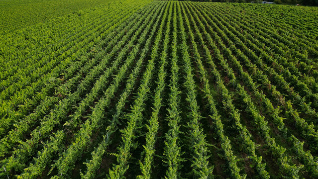 Green vine fields in summer, seen from above