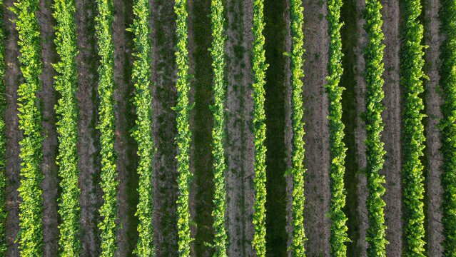 Green vine fields in summer, seen from above