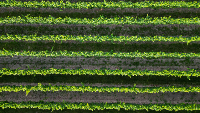 Green vine fields in summer, seen from above
