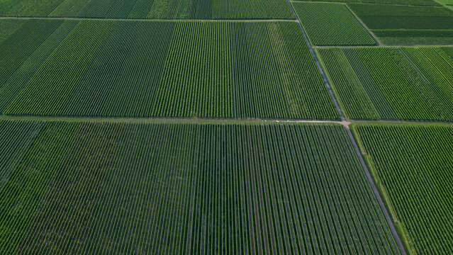 Green vine fields in summer, seen from above