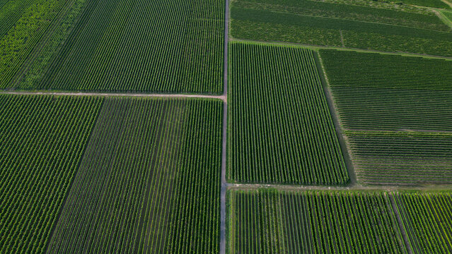 Green vine fields in summer, seen from above