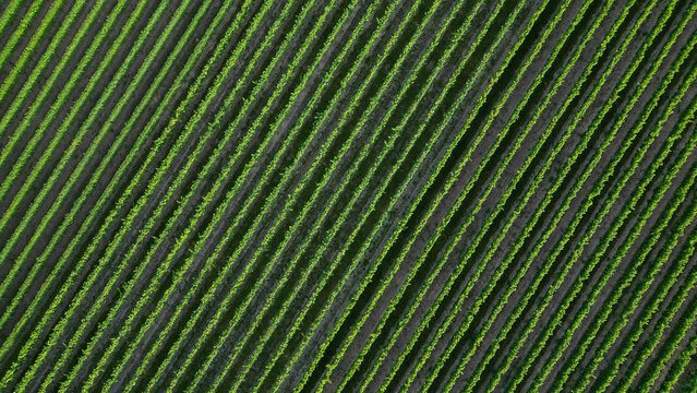 Green vine fields in summer, seen from above