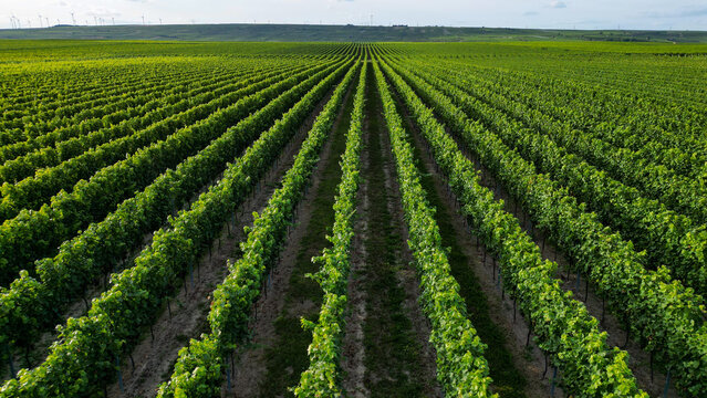 Green vine fields in summer, seen from above
