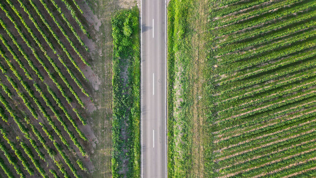Green vine fields in summer divided by a street, seen from above
