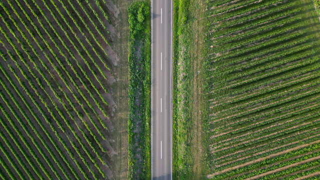 Green vine fields in summer divided by a street, seen from above

