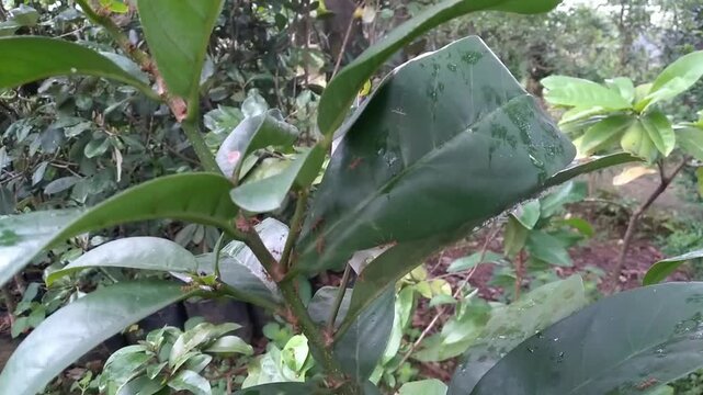 View of Red weaver ants (Oecophylla smaragdina) building nests with green leaves in nature. Teamwork of red ants or rangrang ants. The concept of teamwork