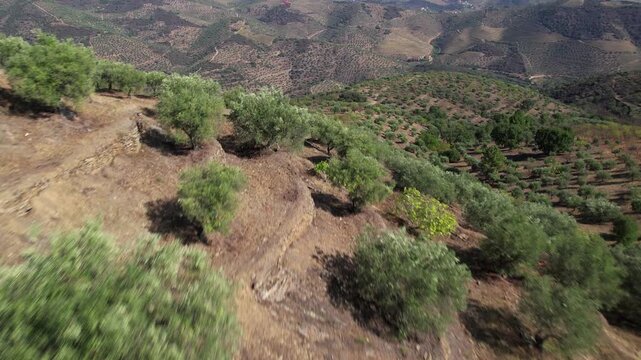 Rows of olive trees on an olive plantation. An olive grove in the mountains.