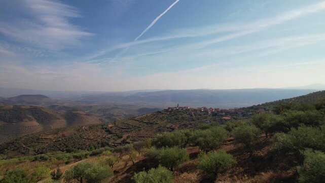 Rows of olive trees on an olive plantation. An olive grove in the mountains.