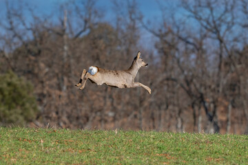 roedeer © Alberto Cosgaya