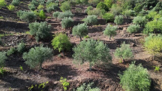 Rows of olive trees on an olive plantation. An olive grove in the mountains.