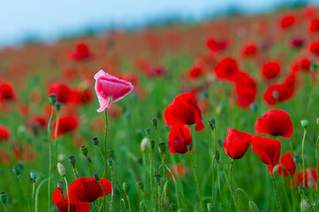 Naklejka premium Floral background with red and pink wild poppies, Papaver somniferum, in early summer