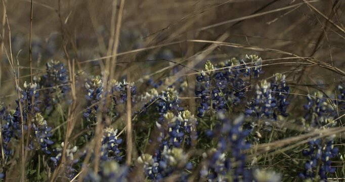 Texas Bluebonnet peeking through tall grasses, Lupinus texensis