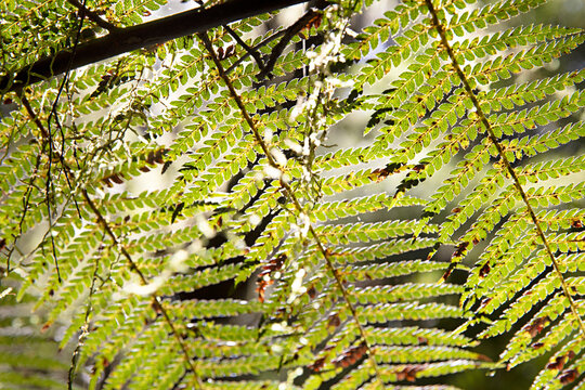 Sunlight filtering through lush green fern fronds in a forest canopy, creating a vibrant natural pattern