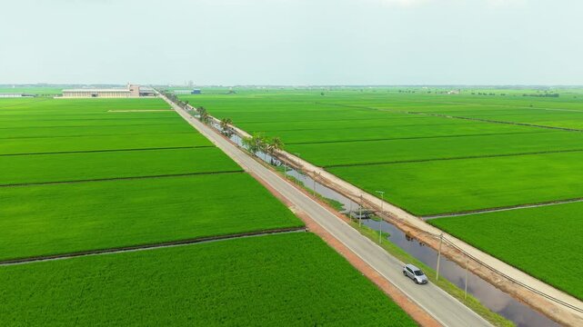 Aerial Drone Push In Over Road With Solar Street Lights In Paddy Fields Sekinchan Malaysia. Sustainable infrastructure and renewable energy lighting system in agricultural landscape.