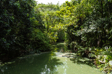 Fototapeta premium Scenic Waterway Surrounded By Dense Green Trees