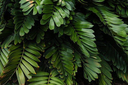 Close up Green Cardboard Palm Leaves Texture