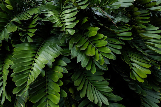 Dense Green Zamia Furfuracea Foliage Background