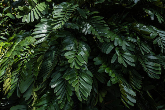 Dark Green Tropical Cardboard Palm Leaves