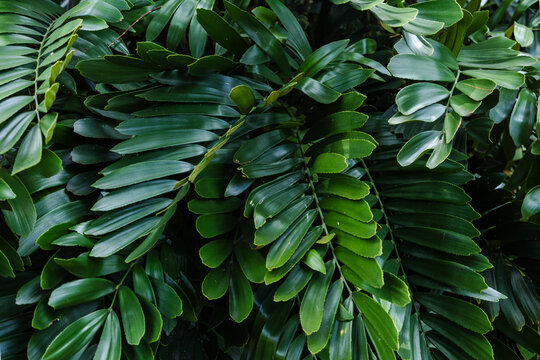 Layered Green Cycad Leaves Natural Texture