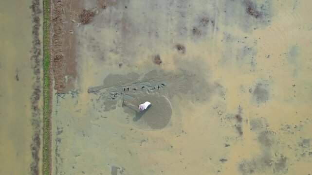 Aerial drone footage from above of a local farmer with manual tool and wooden hat, working in his muddy and watery field, with footsteps, sunny weather, in Anyer area, Banten, Java, island, Indonesia