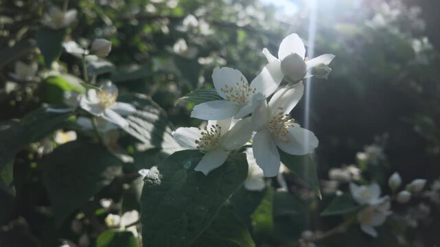 Close-up of the white petals of the Mock Orange flowers are lit by the sunlight on a sunny day, backlit by sun 