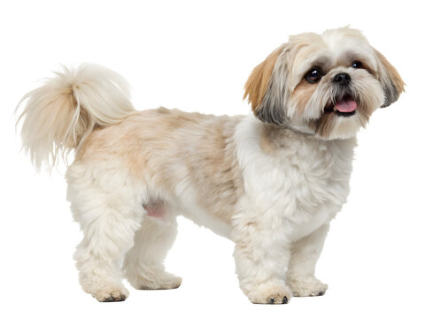 shih tzu puppy standing on a transparent background