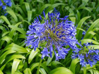 Obraz premium Blüte