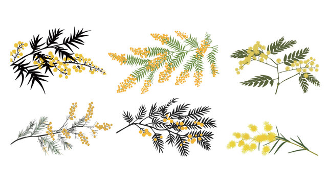 Mimosa flower silhouette simple minimal vector illustration elegant botanical plant outline delicate floral design nature concept