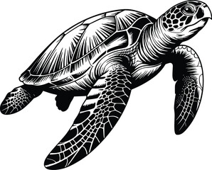 Fototapeta premium Engraving Detailed black and white line art vector illustration of a sea turtle swimming, ocean wildlife animal outline for nature-themed designs.