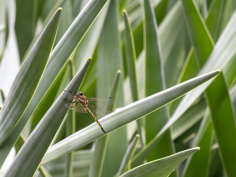 Libelle