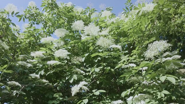 Flight backwards from the crown, flying between branches covered with white flowers of a blooming American black elderberry (Sambucus canadensis) on a sunny day against a blue sky