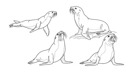 Four sketched seals in various poses a black and white illustration © MdNirob