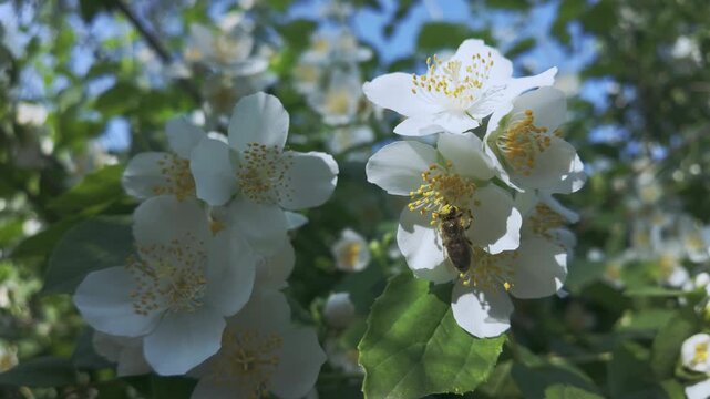 On a spring day, a honey bee collects nectar from a white Mock Orange flower and then flies away.