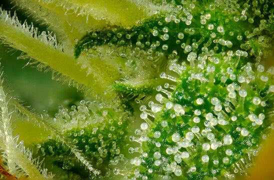 Extreme macro of Northern Light cannabis axillary buds showing resinous trichomes and white pistils during flowering stage