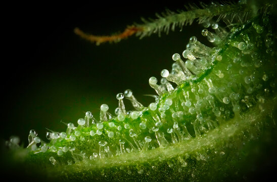 Extreme macro of Northern Light cannabis axillary buds showing resinous trichomes and white pistils during flowering stage